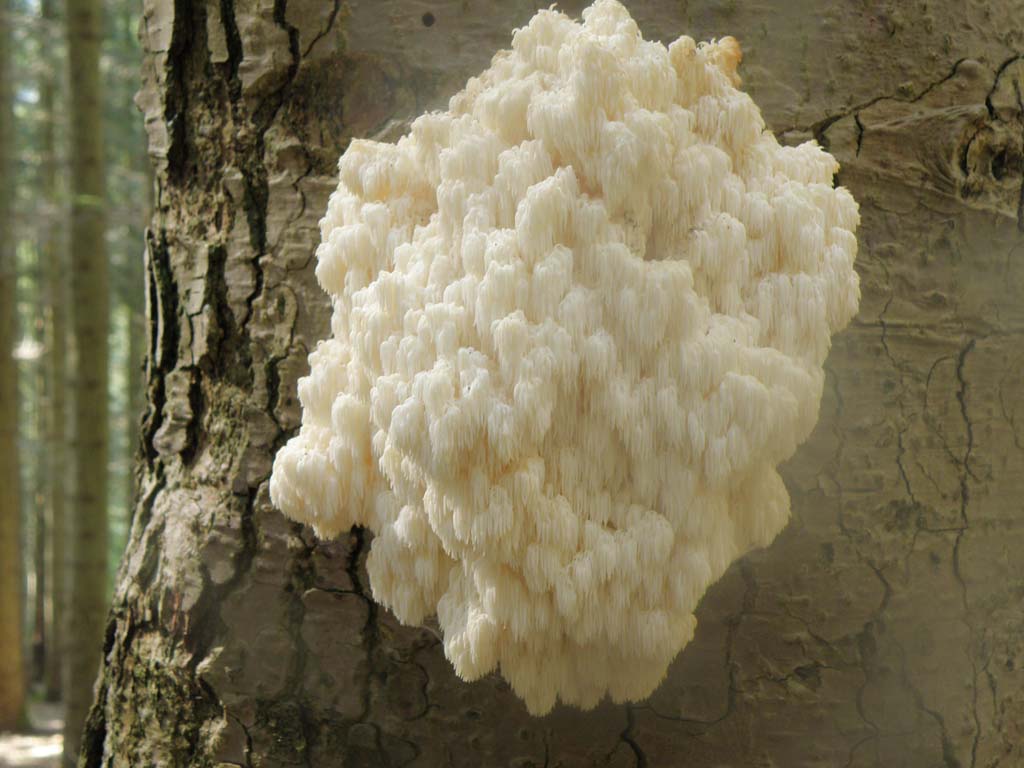 Foresta di Campigna - Funghi da determinare